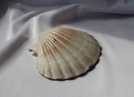 Раковина Пектен Албикан (Pecten albicans) двустворчатая (склеена), 9-12см, 1шт