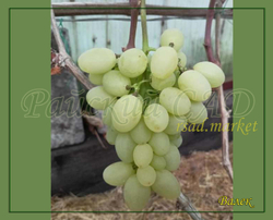 Виноград Валёк