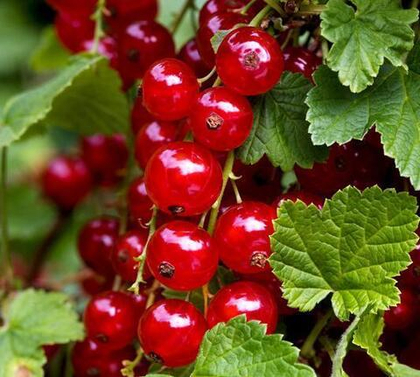 Смородина красная Красный крест