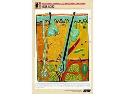 Рельефная таблица &#34;Кожа. Разрез&#34; (формат А1, матовое ламинир.)