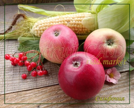 Яблоня Симфония