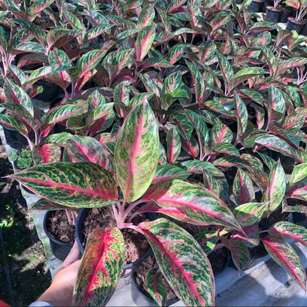 Аглаонема MONGKOL SIAM