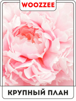 Набор постеров "Раскрытость пиона" 3шт.