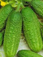 Огурец Кузя 10шт