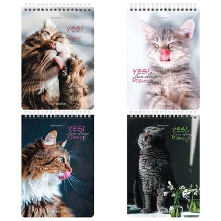 Блокнот А5, 80л, на гребне, клетка, Brauberg Довольные коты, ассорти, 1шт