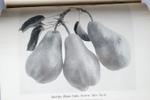 "Крымское промышленное плодоводство". Л.П. Симиренко. 0г. - редкая книга
