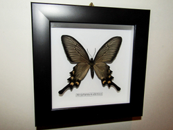 Бабочка Алкиной самка в рамке