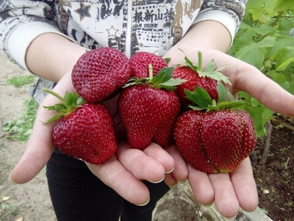 Клубника летняя Азия (ОКС)