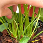 Антуриум Андре SAKURA RED