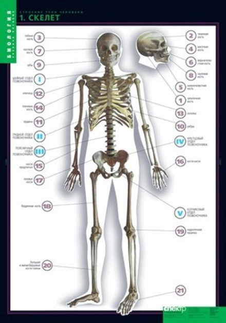 Учебный альбом Биология. Строение тела человека (10 листов)