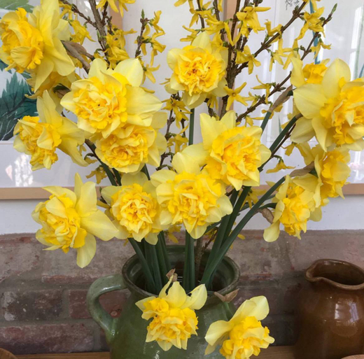 Нарцисс Дик Вильден Закупка М79 сентябрь 2026