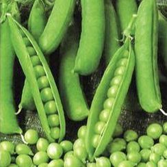 ЭЛЬДОРАДО семена гороха (Syngenta | Alexagro)