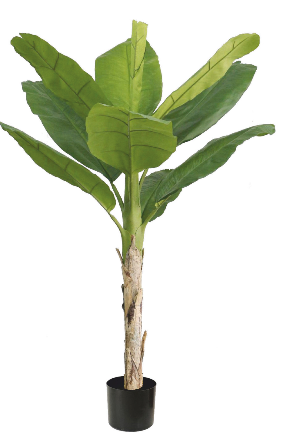 Банановая пальма 186 см.