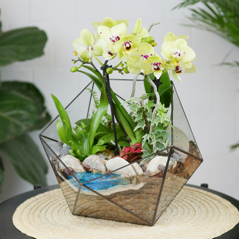 Готовый флорариум с орхидеей Лайм Икос L с озером
