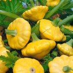 Санни Делайт F1 семена патиссона (Seminis / Семинис)