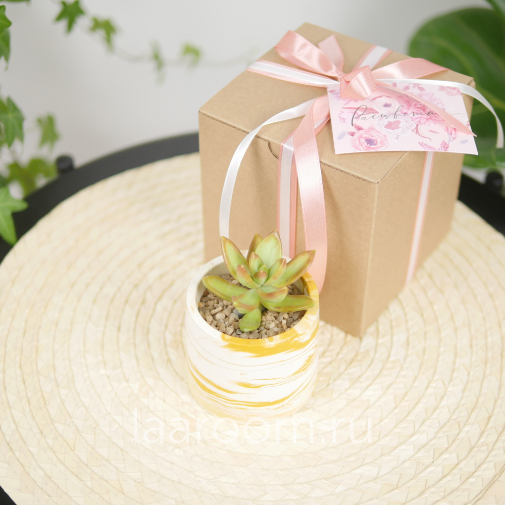 Суккулент в кашпо №3