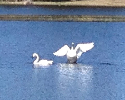 Цикл Вебинаров: "Сознание Белваспата" - Вебинар 5