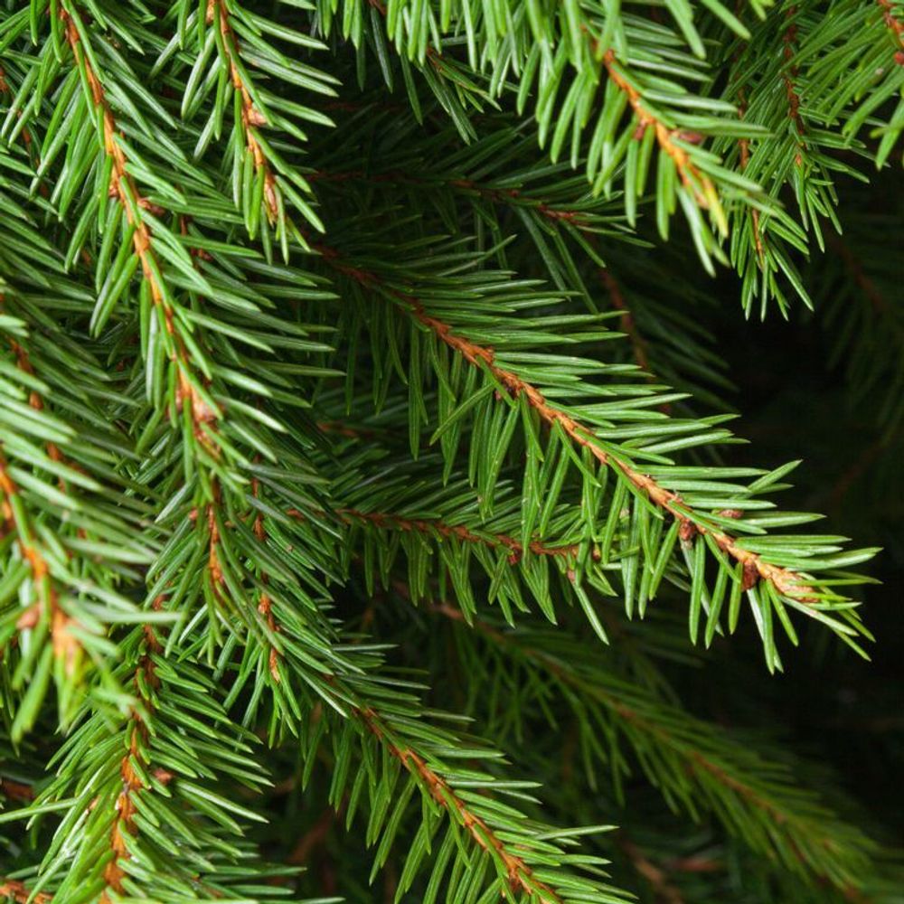 Норвежская елка