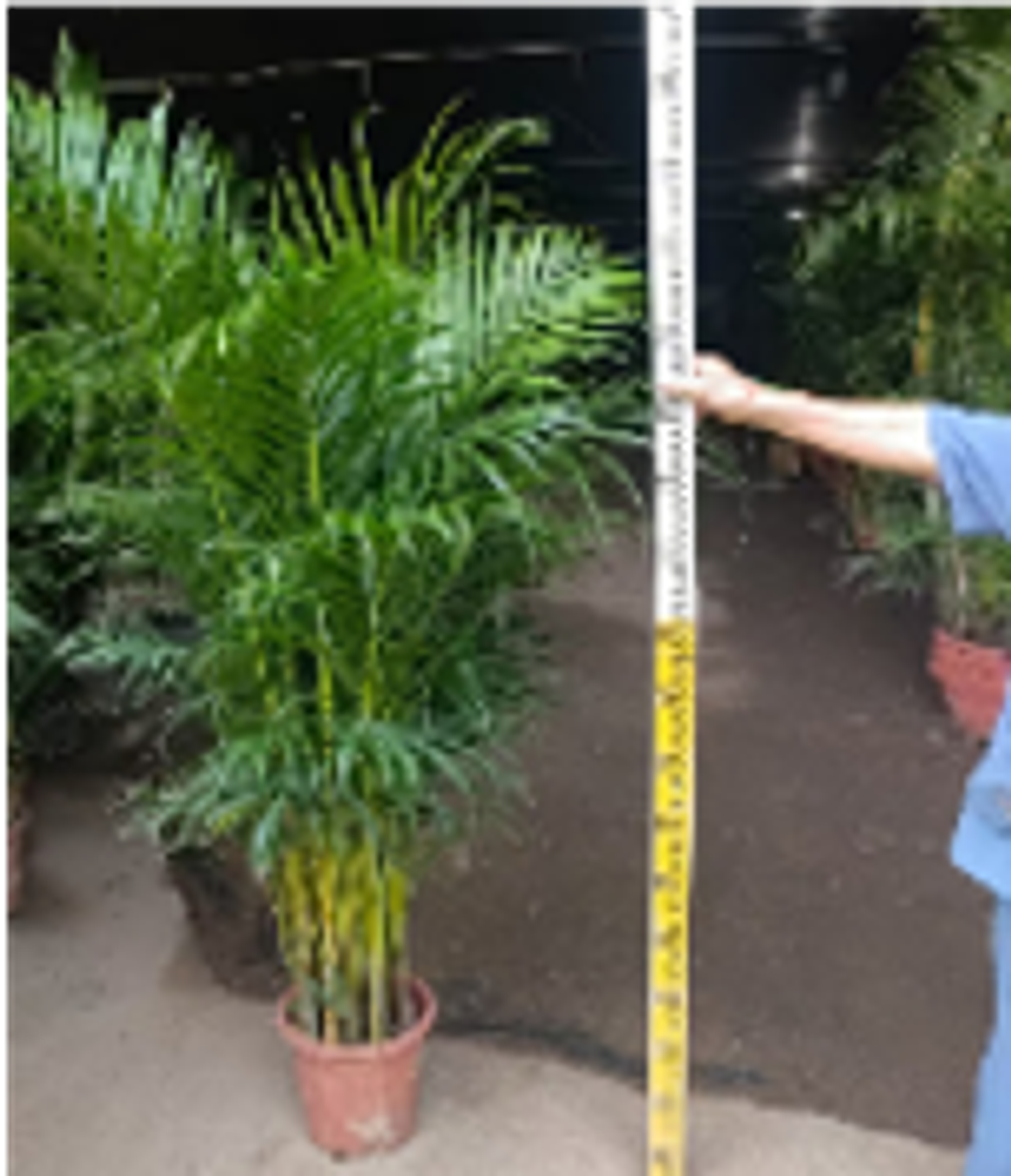 Ховея Belmoreana д. 28