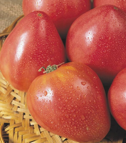 Томат Бычье сердце