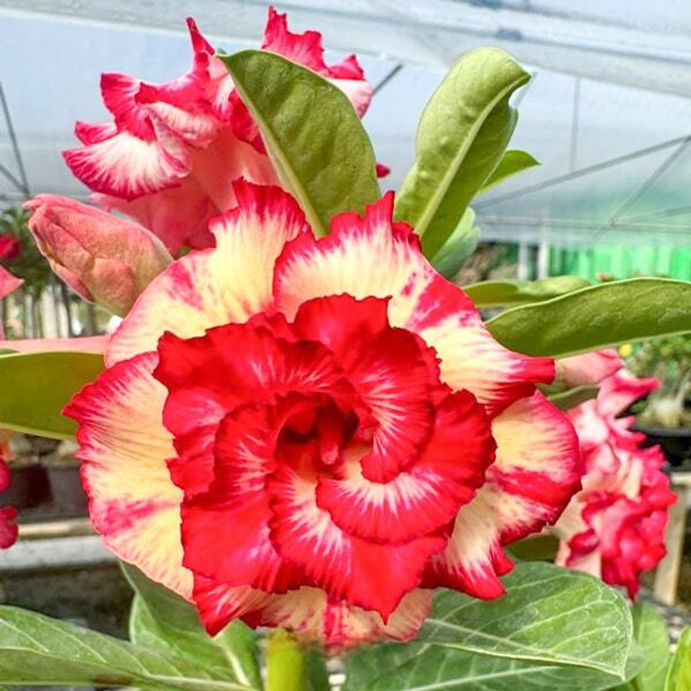 Адениум обесум CP RUNG RASSAMEE