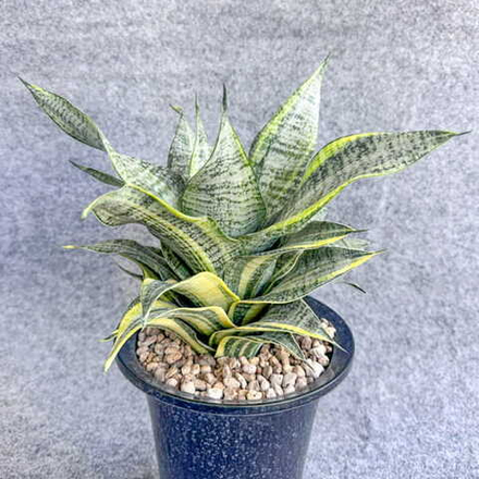 Сансевиерия MARGA VAR