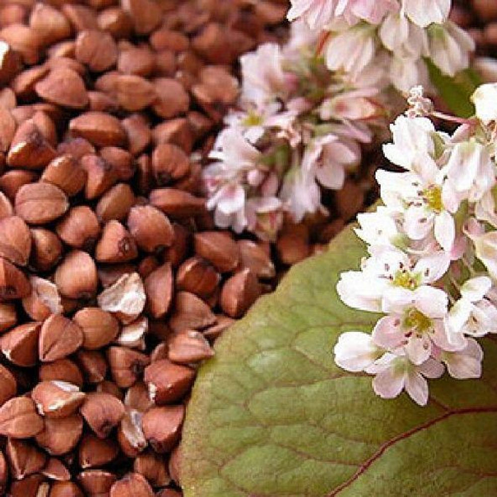 Гречиха 0,5кг