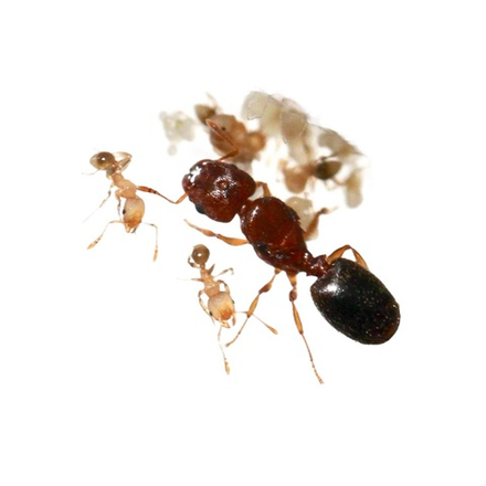 Муравьи Pheidole parva