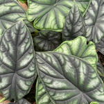 Алоказия Драгон D6см