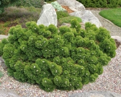 Сосна горная Якобсен С12 15-20 см Закупка М49 весна 2026