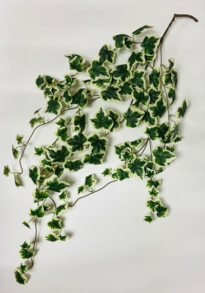 Плющ ампельный