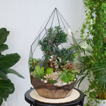 Флорариум бонсай Подокарпус Фаберже