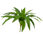 Драцена зеленая куст большой