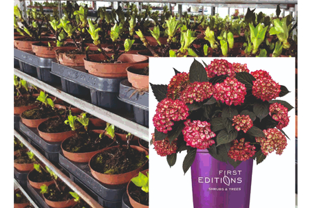 ЕВРОПЕЙСКИЕ полуфабрикаты гортензии (перейти в каталог)