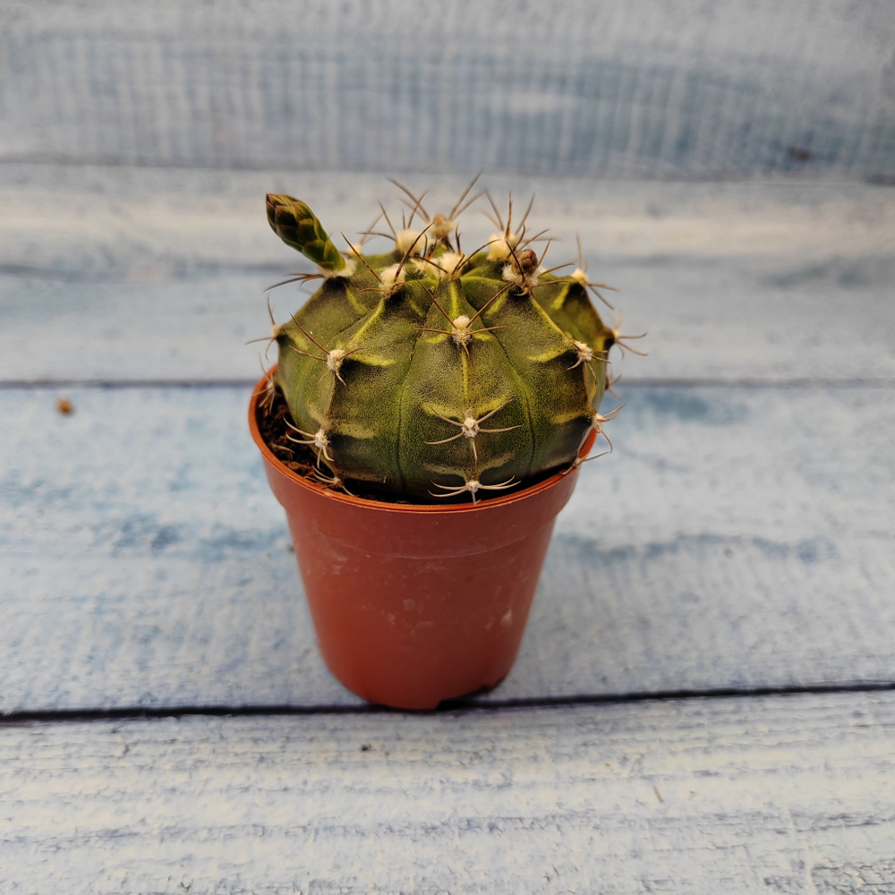 Gymnocalycium Friedrichii (Гимнокалициум)