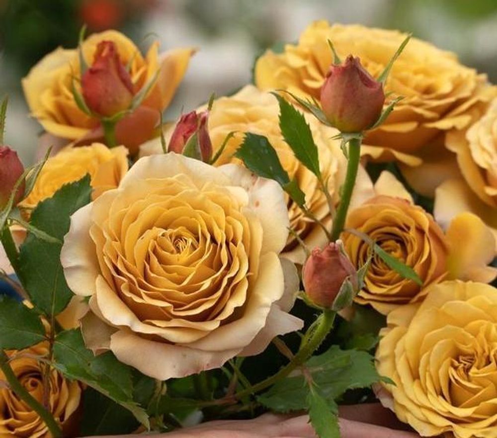 Пайн Дрим (Pine Dream)