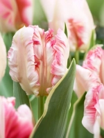 Тюльпан Попугайный Сильвер Пэррот