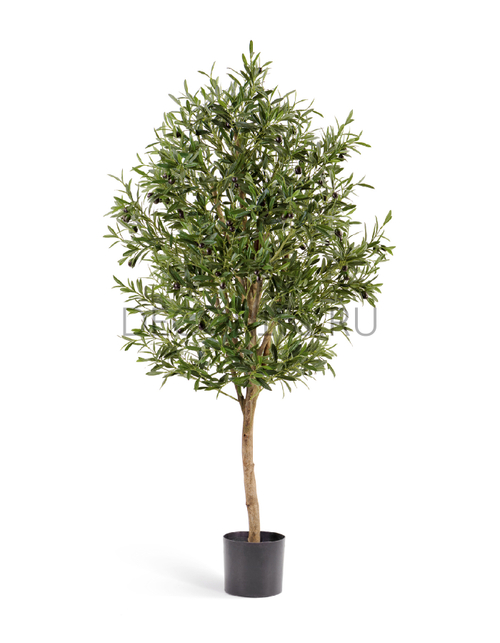 Олива Вайн с плодами в-170 см 2/2 10.27806N