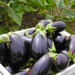 Эпик F1 семена баклажана (Seminis / Семинис)