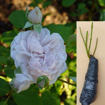 Роза Гризелис шраб саженец с ОКС.