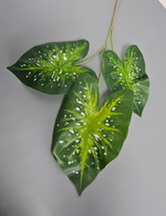 Каладиум / Арт 6339