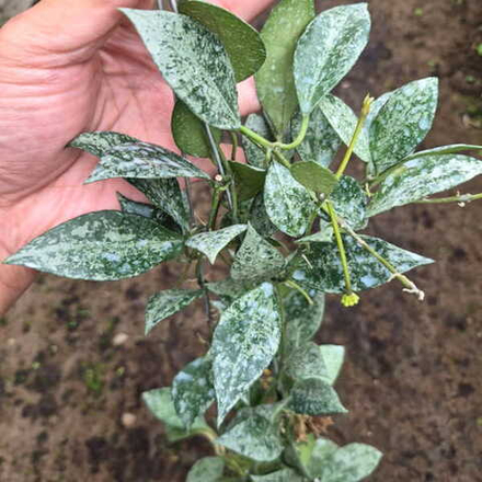 Хойя LACUNOSA GREEN FLAME