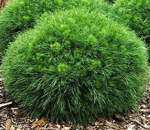 Сосна горная Варелла