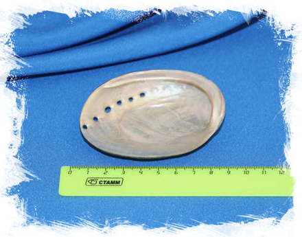 Галиотис крачеродии (Haliotis cracherodii) полированный 8,5 см.