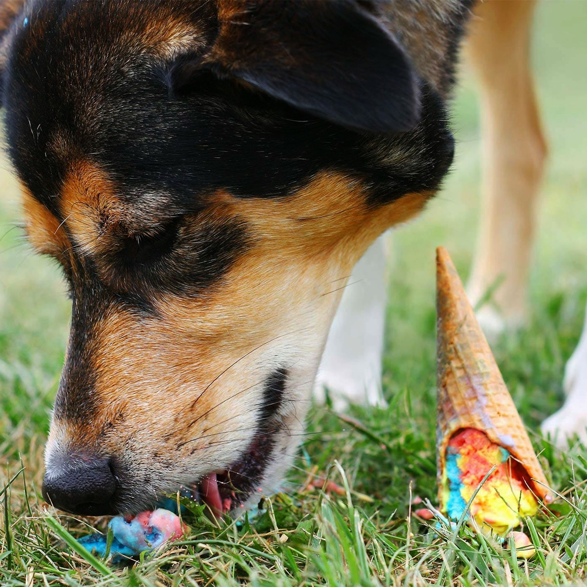 Как отучить собаку подбирать еду на улице