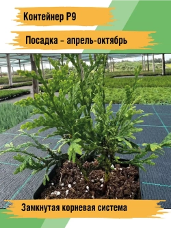 Саженец Туя западная Брабант 5 шт хвойные