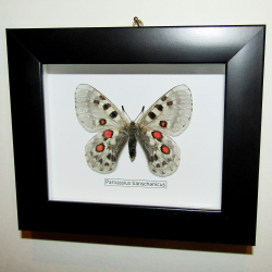 Бабочка Parnassius tianschanicus самка в рамке