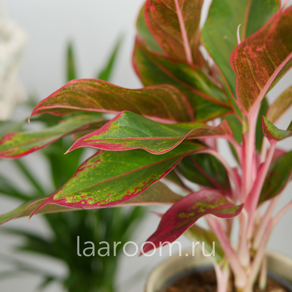 Аглонема Крит 12/35