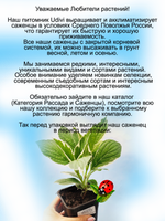 Гортензия Вариегата Триколор пёстролистная