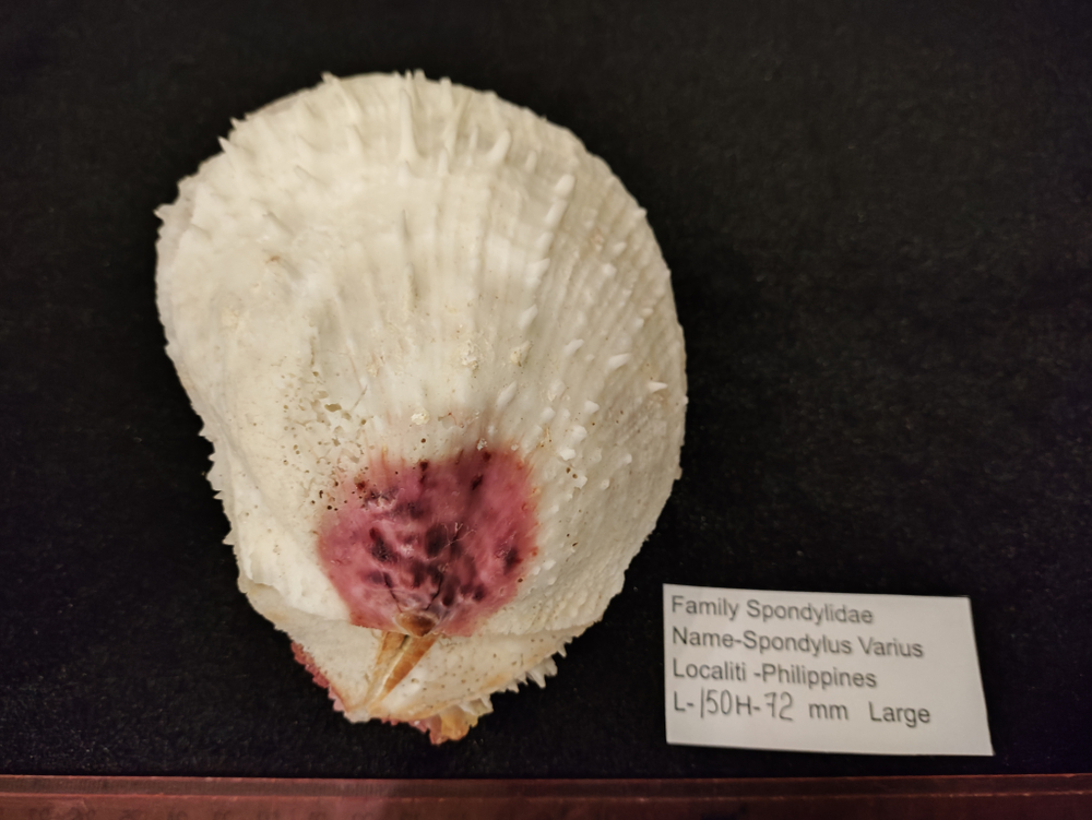 Спондилюс Вариус